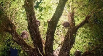 大樹上添鳥窩,原來是投射燈
