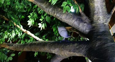 鳳棲梧桐，光臣智科鳥語系列LED投射燈實景應用